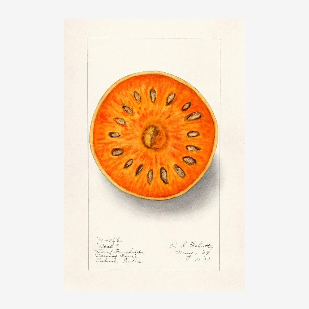 Illustration d'une tranche d'orange coupée horizontalement, présentant la chair orange vif avec ses pépins disposés en.