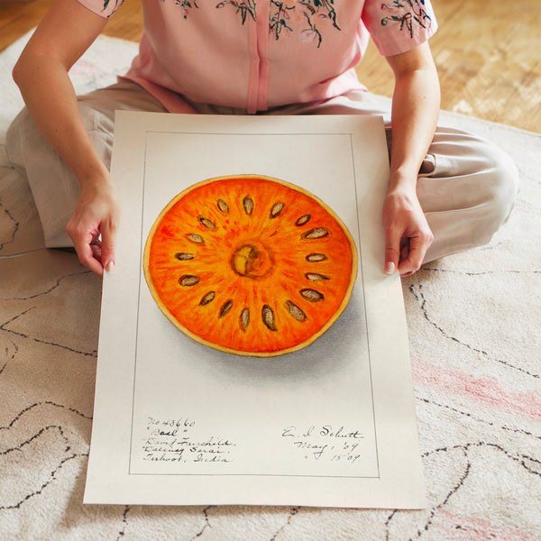 Tranche d'orange fraîche, illustration botanique — Poster HP mat