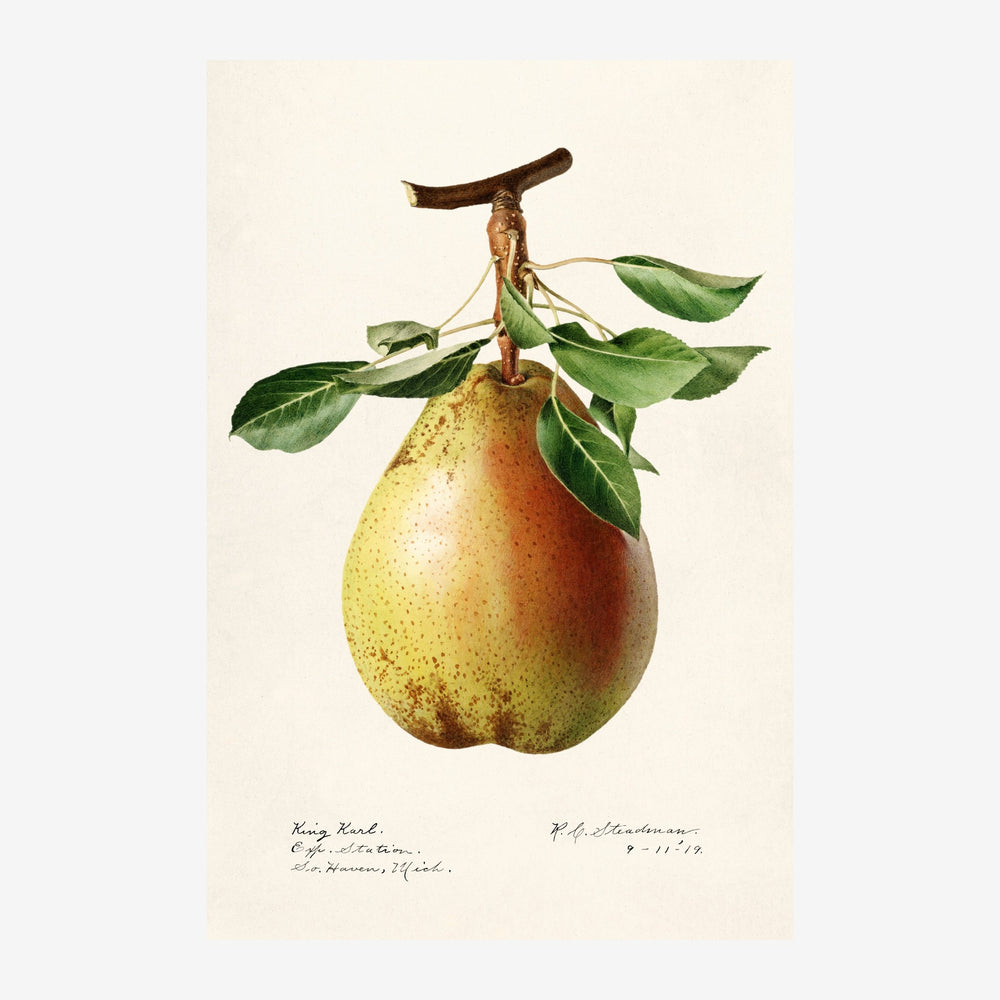 Illustration d'une poire jaune dorée suspendue à une branche, avec des feuilles vertes, sur fond beige clair.
