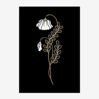 Deux fleurs blanches fanées suspendues à une tige ornementale dorée sur fond noir, dessinées au trait fin.