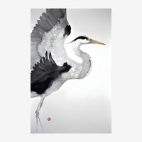 Un héron gris et blanc avec les ailes partiellement déployées, orienté vers la droite, sur fond blanc.