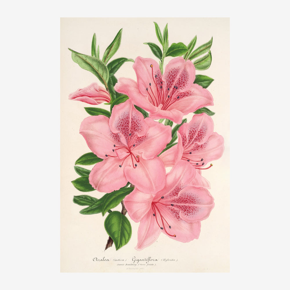 Illustration botanique de fleurs d'azalée roses avec étamines détaillées, feuilles vertes et fond crème.