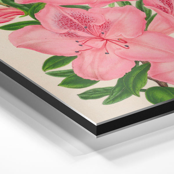 Illustration botanique : azalées roses et feuillage vert — Aluminium Dibond