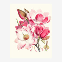 Illustration botanique détaillée représentant des fleurs de magnolia rose et blanc à différents stades de floraison avec.