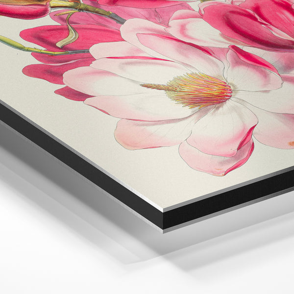 Magnolia rose et blanc - Illustration botanique — Aluminium Dibond