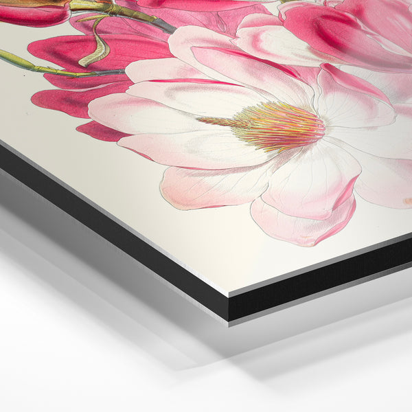 Magnolia rose et blanc - Illustration botanique — Aluminium Dibond relief 3D
