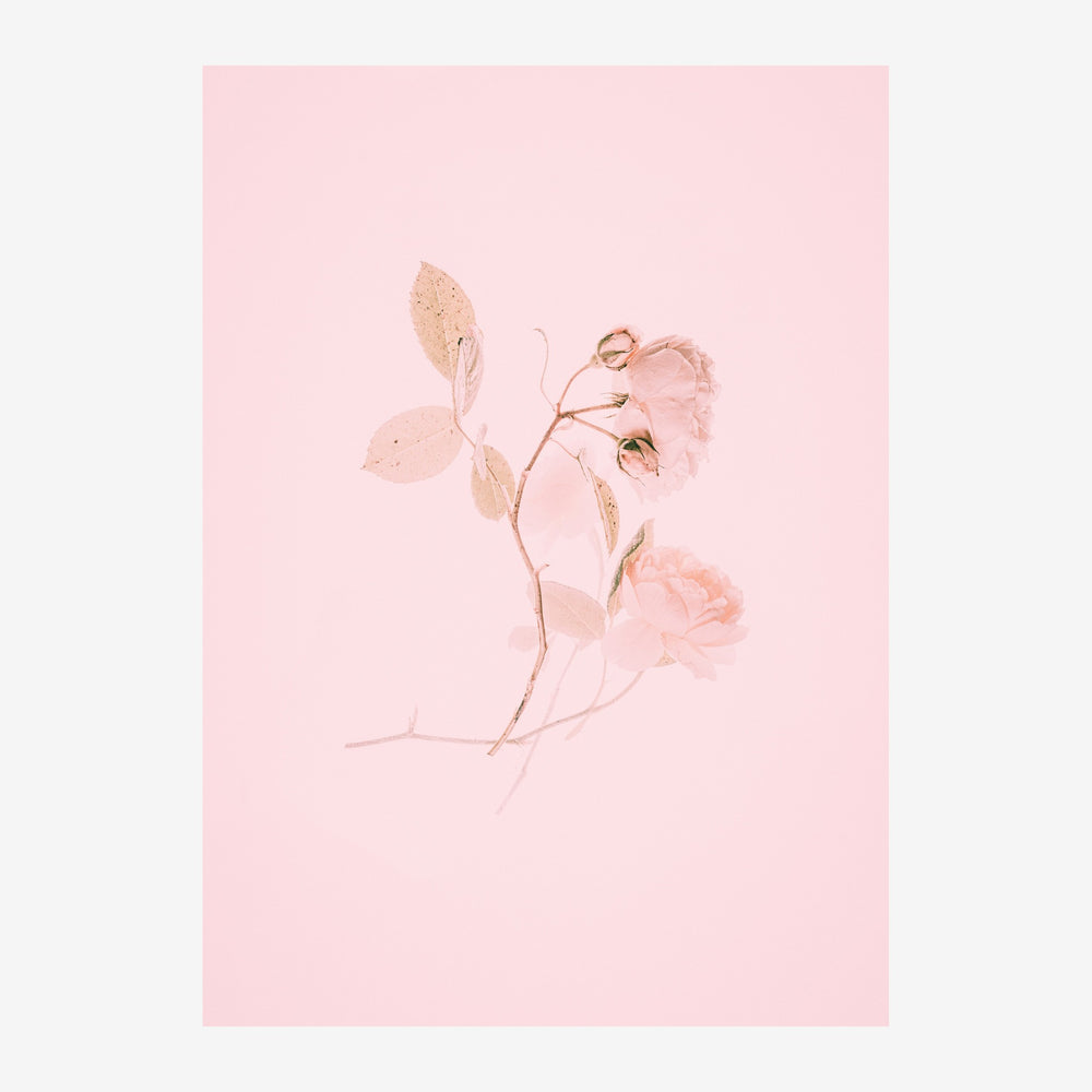 Illustration d'une rose séchée avec feuilles, dessinée au trait fin sur fond rose poudré.