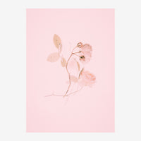 Illustration d'une rose séchée avec feuilles, dessinée au trait fin sur fond rose poudré.
