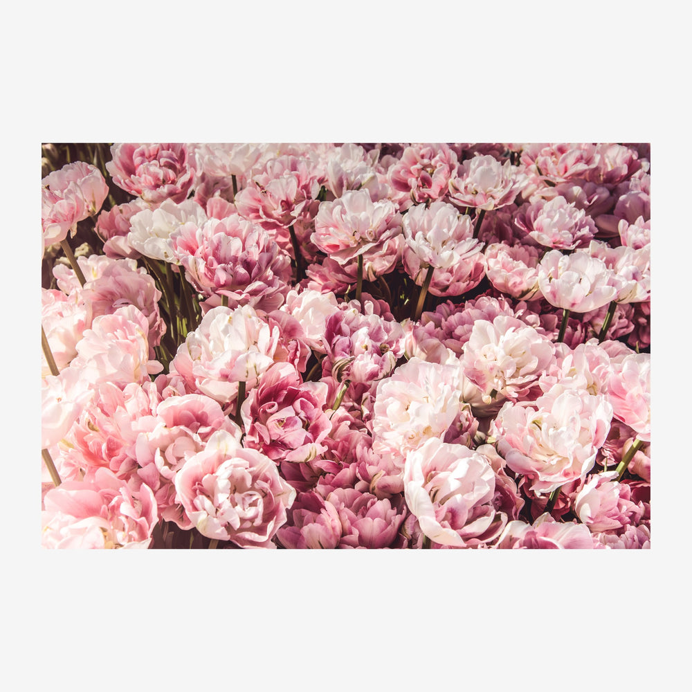Gros plan sur un massif de pivoines rose vif et blanc crème, densément fleurissant, avec des pétales frangés sous une.