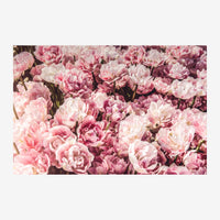 Gros plan sur un massif de pivoines rose vif et blanc crème, densément fleurissant, avec des pétales frangés sous une.