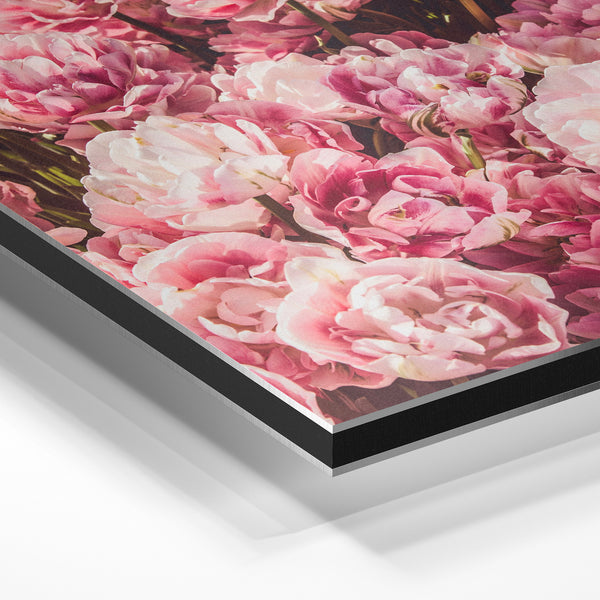 Champ de pivoines roses - décoration botanique — Aluminium Dibond