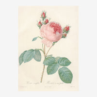 Illustration botanique d'une rose rose épanouie avec boutons rouges, feuilles vertes et tige, sur fond beige clair.