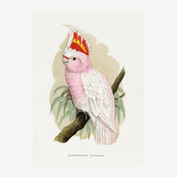 Illustration d'un cacatoès rose et blanc à huppe rouge et jaune perché sur une branche, entouré de feuilles vertes, sur fond.
