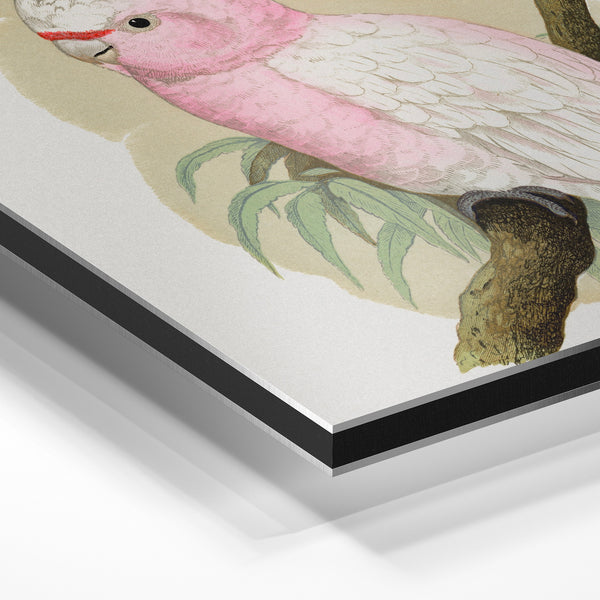 Cacatoès à huppe rouge et blanc, illustration ornithologique — Aluminium Dibond