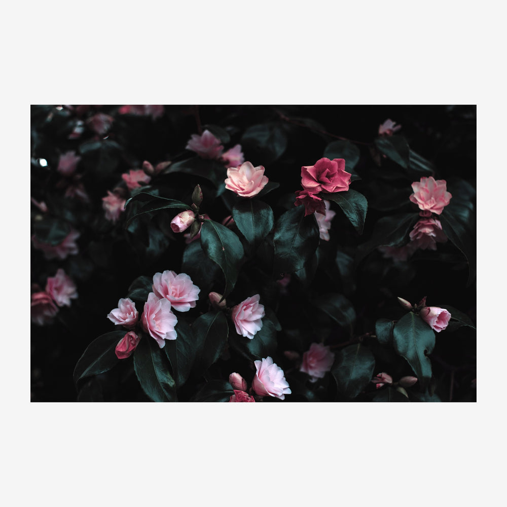 Roses roses pâles et foncées avec feuillage vert sur fond noir profond.