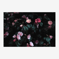 Roses roses pâles et foncées avec feuillage vert sur fond noir profond.