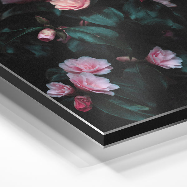 Roses roses et noires, tableau botanique — Aluminium Dibond