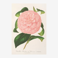 Une pivoine rose pale aux pétales multiples, avec des feuilles vertes détaillées, sur fond beige clair de style botanique.