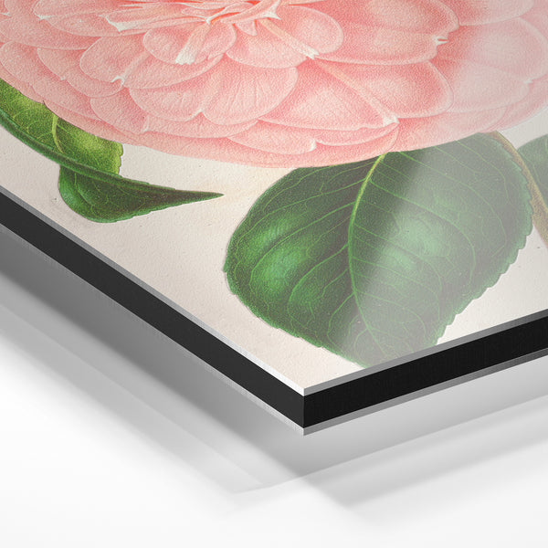 Pivoine rose pâle, illustration botanique — Aluminium Dibond relief 3D