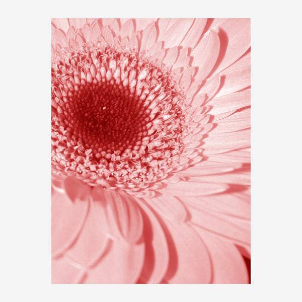 Gerbera rose et rouge, fleur en gros plan — Poster HP mat