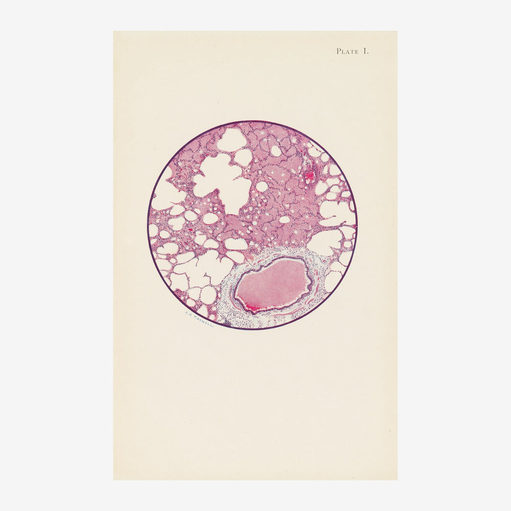 Illustration scientifique d'une coupe histologique circulaire aux teintes rose poudré et crème sur fond beige, avec le titre.
