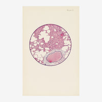 Illustration scientifique d'une coupe histologique circulaire aux teintes rose poudré et crème sur fond beige, avec le titre.