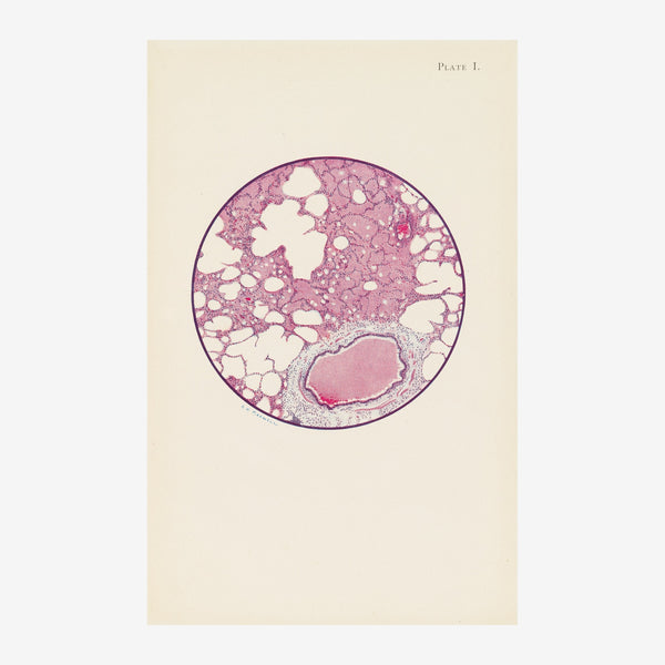 Illustration scientifique d'une coupe histologique circulaire aux teintes rose poudré et crème sur fond beige, avec le titre.