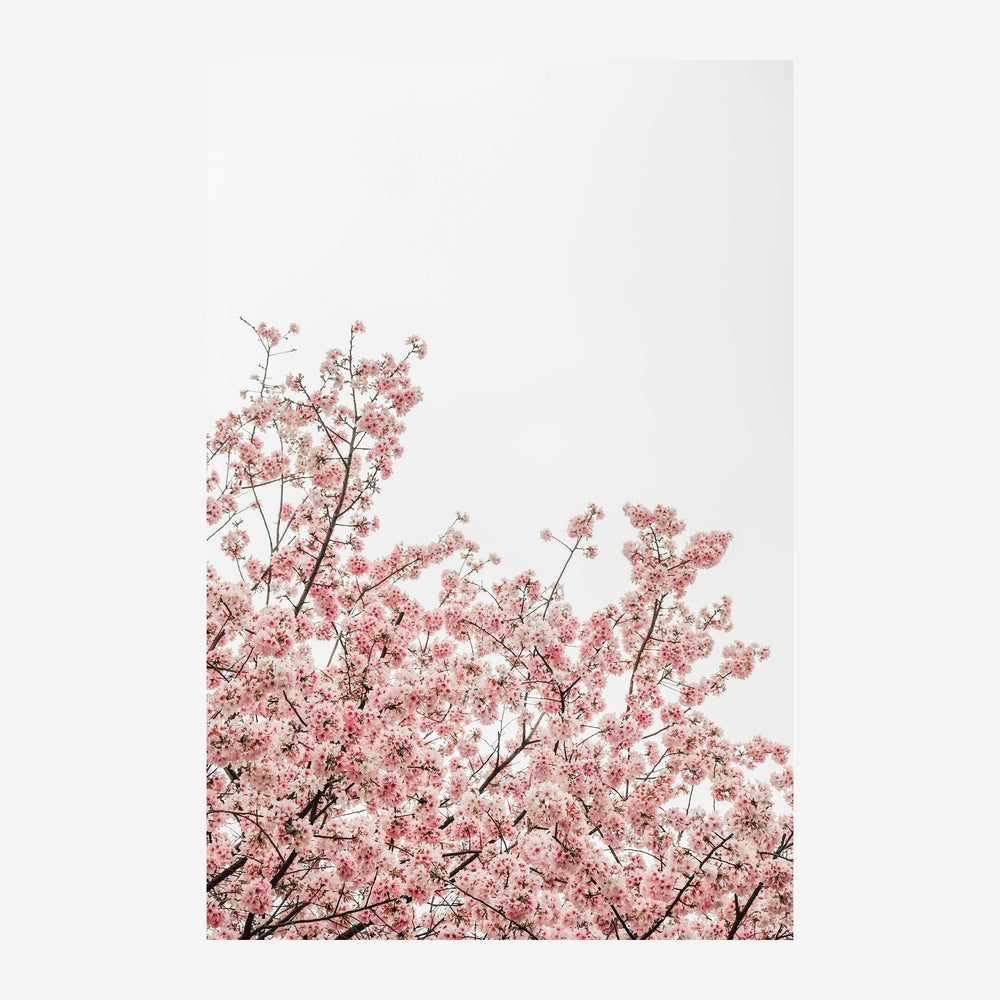 Affiche montrant des branches de fleurs de cerisier en pleine floraison avec de nombreuses petites fleurs roses et blanches.
