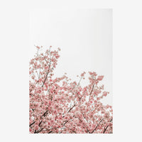 Affiche montrant des branches de fleurs de cerisier en pleine floraison avec de nombreuses petites fleurs roses et blanches.