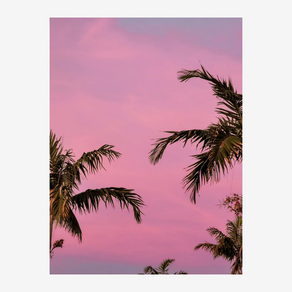Palmiers silhouette coucher de soleil rose — Toile sur châssis