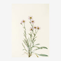 Illustration botanique d'un plant de marguerites roses et blanches avec des feuilles vertes lancéolées et des racines.