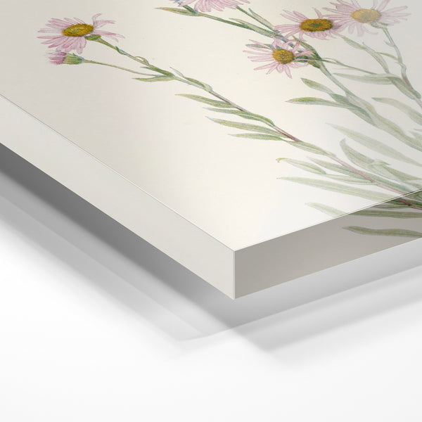 Marguerites roses et blanches, botanique classique — Verre acrylique