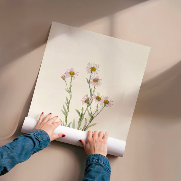 Marguerites roses et blanches, botanique classique — Poster HP mat