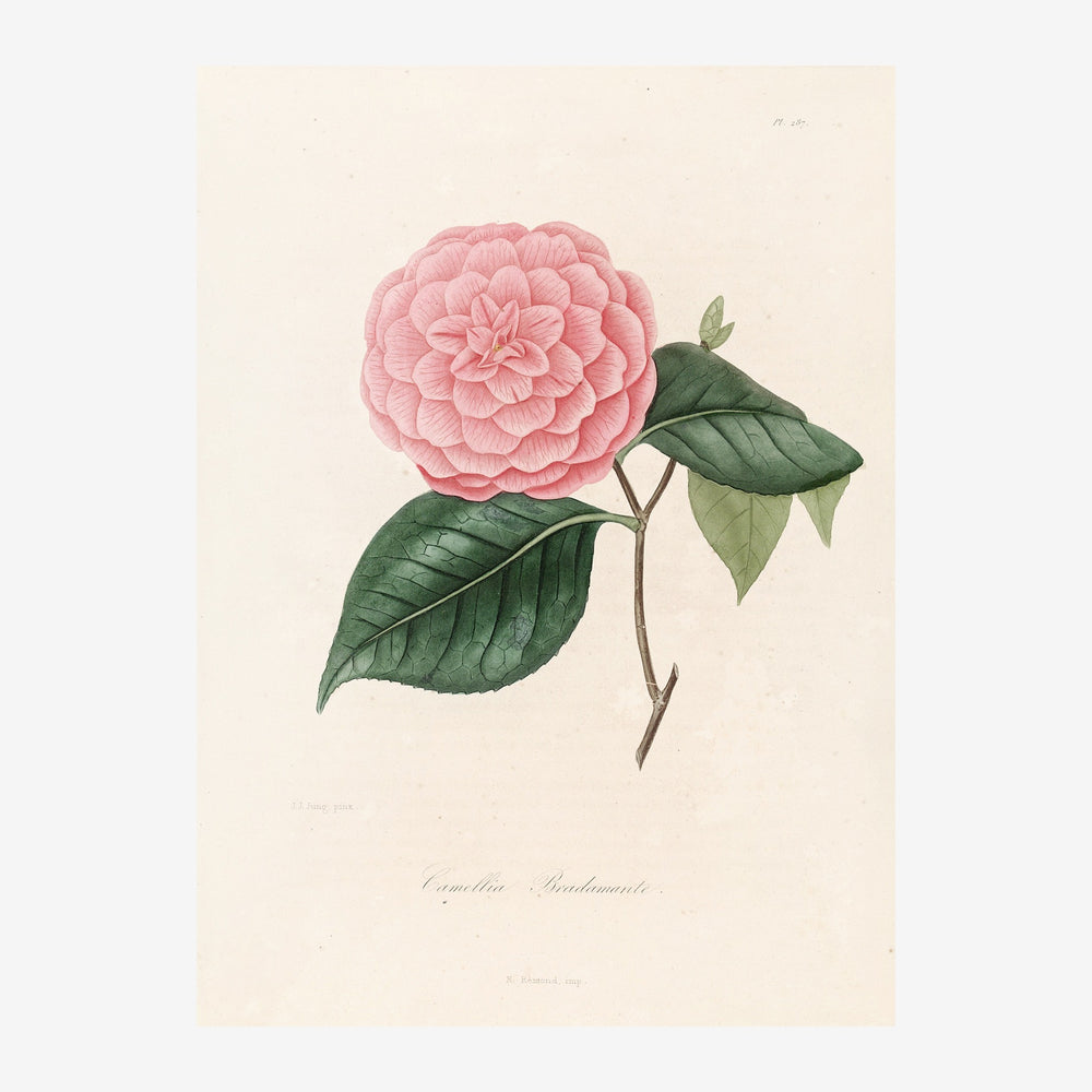 Illustration d'une pivoine rose épanouie avec ses feuilles vertes, sur fond beige clair, dans le style des gravures.