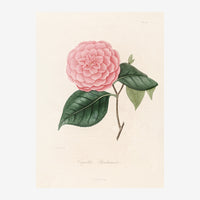 Illustration d'une pivoine rose épanouie avec ses feuilles vertes, sur fond beige clair, dans le style des gravures.