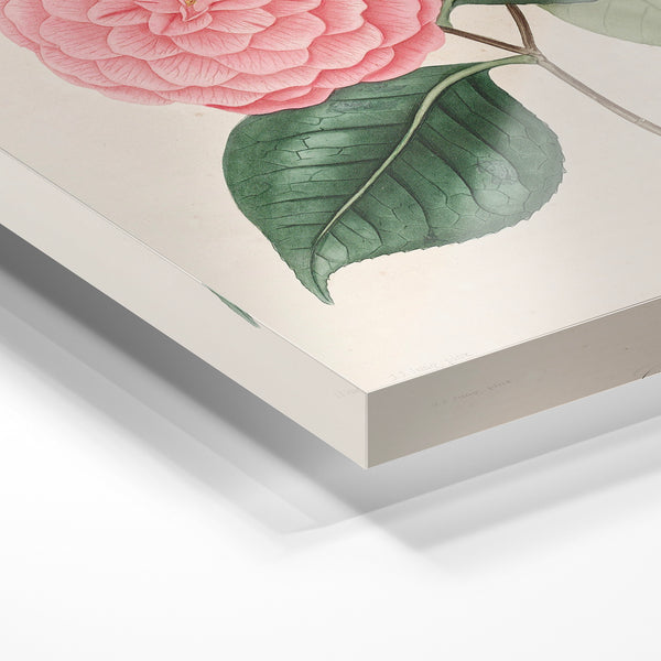 Pivoine rose, illustration botanique classique — Verre acrylique