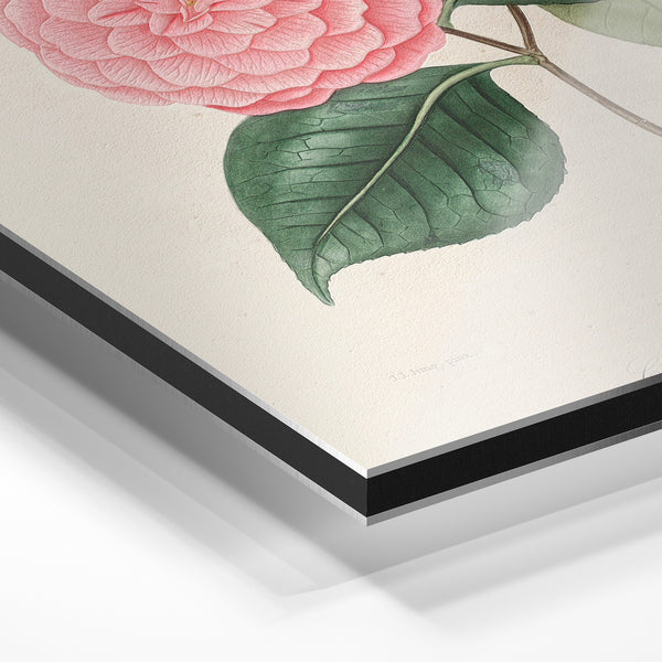 Pivoine rose, illustration botanique classique — Aluminium Dibond relief 3D