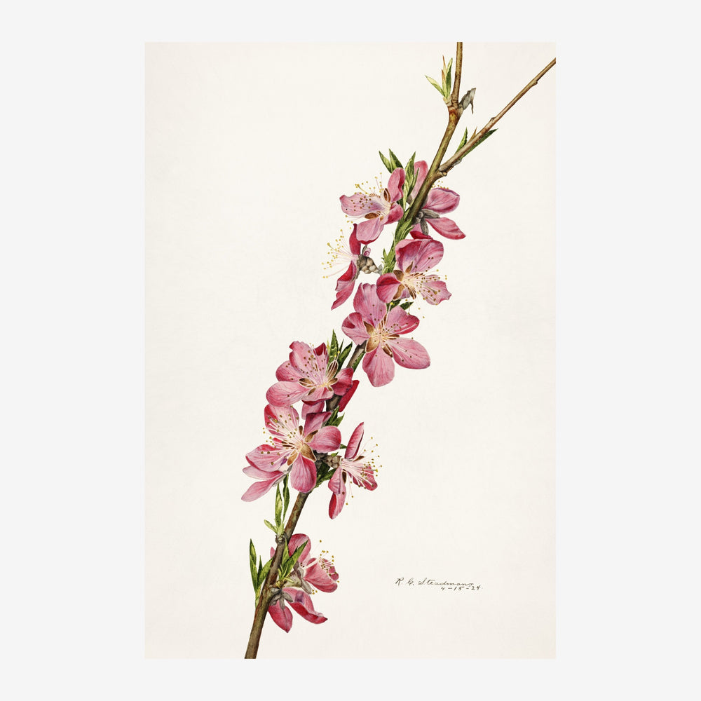 Illustration botanique d'une branche de fleurs roses avec feuillages verts sur fond beige clair.
