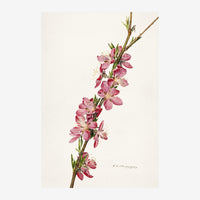 Illustration botanique d'une branche de fleurs roses avec feuillages verts sur fond beige clair.