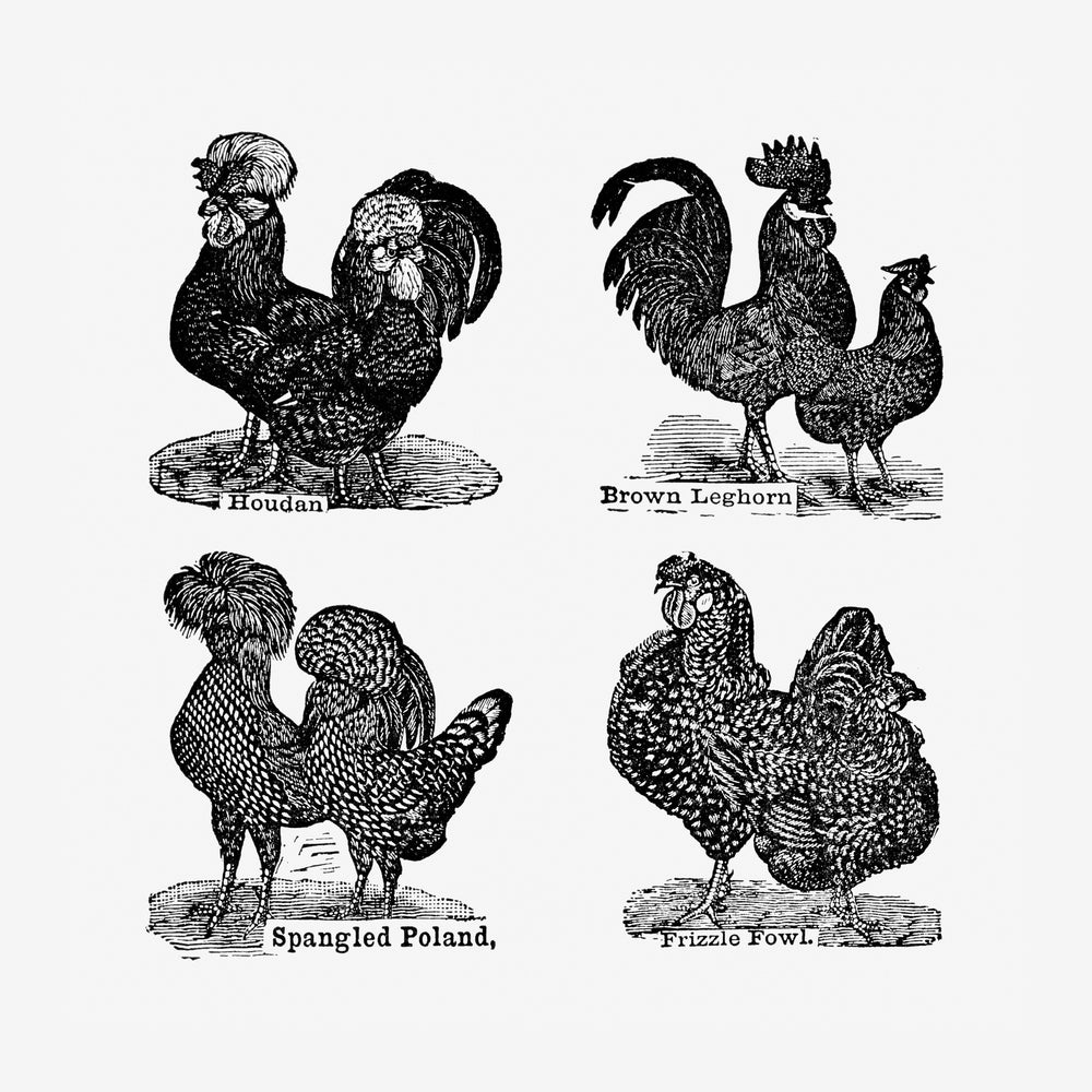 Quatre gravures de races de poules différentes, disposées en grille : Houdan, Brown Leghorn, Spangled Poland et Frizzle.