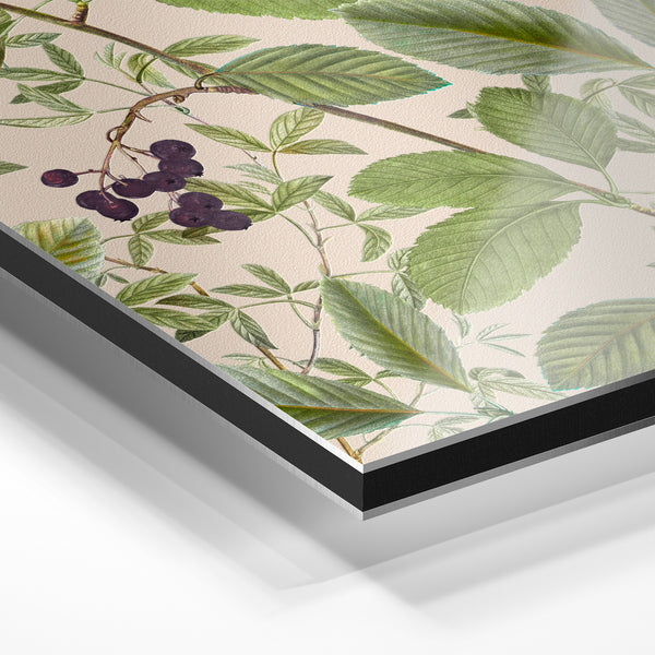 Baies noires et feuillage botanique vintage — Aluminium Dibond relief 3D