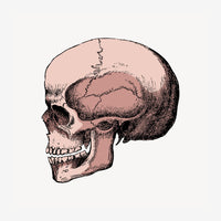 Illustration anatomique d'un crâne humain de profil, exécutée en trait noir fin avec des teintes beige et terracotta.