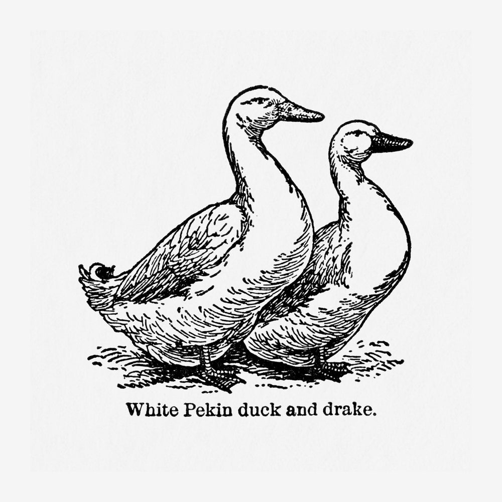 Deux canards blancs dessinés au trait fin en noir et blanc, un plus grand et un plus petit, représentés de profil.