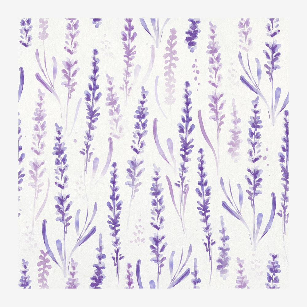 Composition de tiges de lavande violettes en dégradés pastel, disposées verticalement sur fond blanc clair, style botanique.
