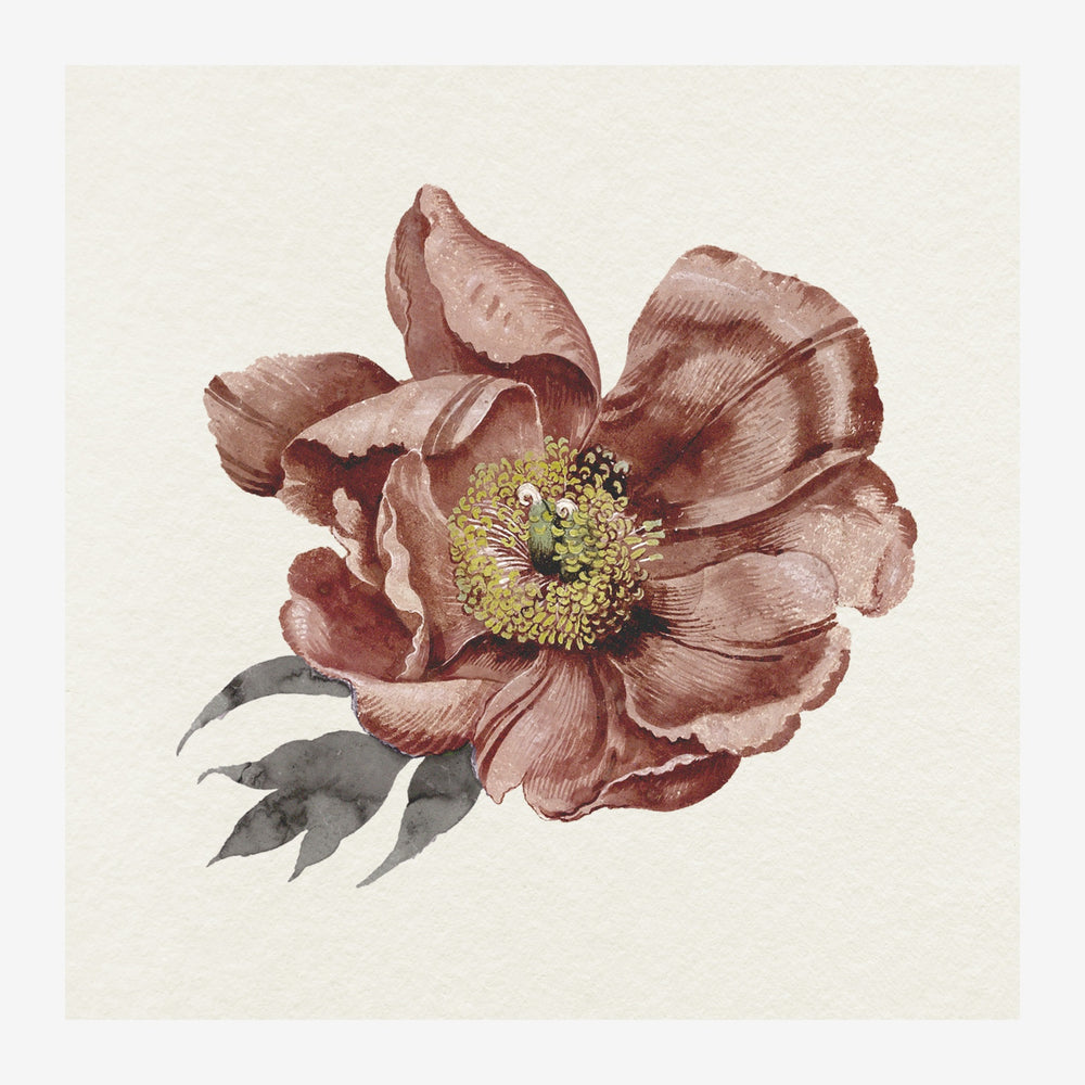 Illustration d'une pivoine aux pétales rouille et rose pâle avec étamines jaunes, accompagnée de deux feuilles grises sur.