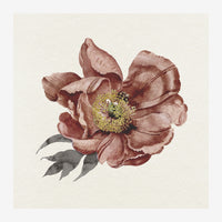 Illustration d'une pivoine aux pétales rouille et rose pâle avec étamines jaunes, accompagnée de deux feuilles grises sur.