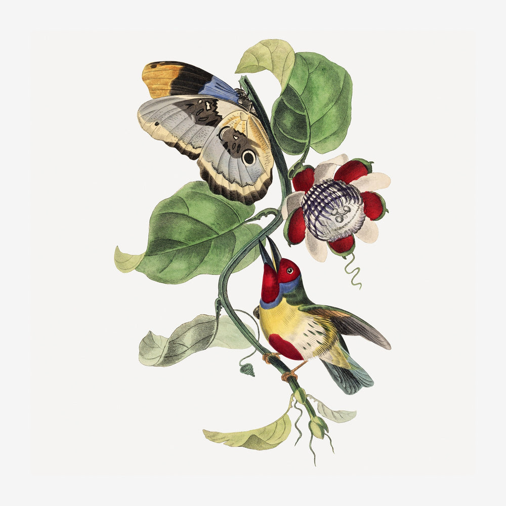 Un papillon aux ailes beiges et noires se pose sur une branche avec un colibri coloré près de fleurs rouges et d'un.