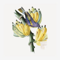 Illustration d'un oiseau aux plumes bleu-violet posé sur des grappes de bananes jaunes avec feuillage vert, sur fond blanc.