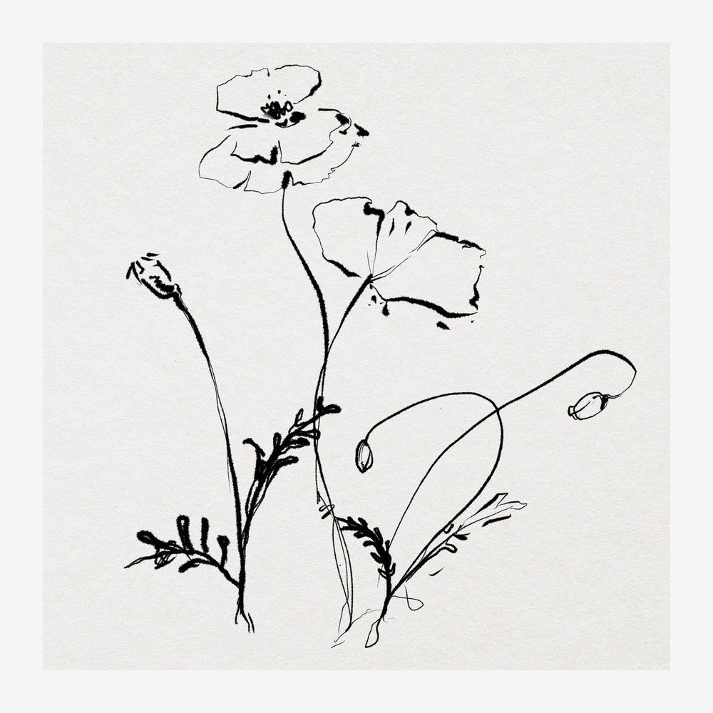 Esquisse de pavots en traits noirs fins sur fond blanc cassé, avec tiges et feuilles délicatement dessinées.