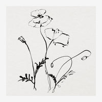 Esquisse de pavots en traits noirs fins sur fond blanc cassé, avec tiges et feuilles délicatement dessinées.